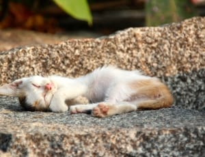 white and brown long fur cat thumbnail