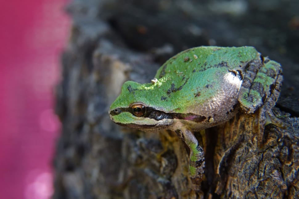 tree frog preview