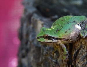 tree frog thumbnail