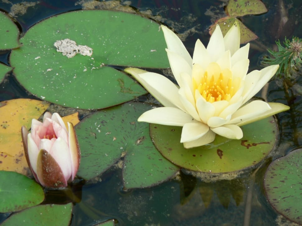 close up photography of white water lily during daytime preview