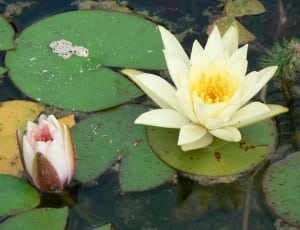 close up photography of white water lily during daytime thumbnail