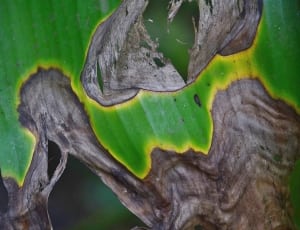 banana leaf thumbnail