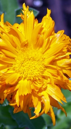 yellow clustered petaled flower thumbnail