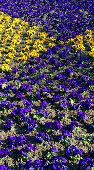 purple and yellow flower garden thumbnail