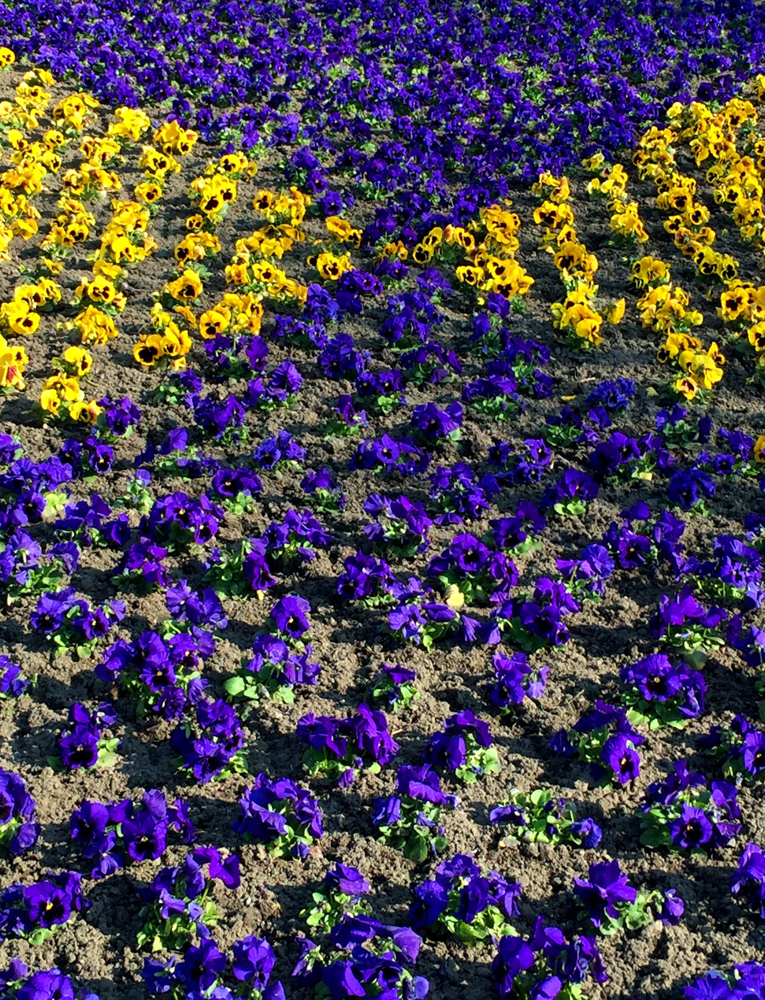 purple and yellow flower garden