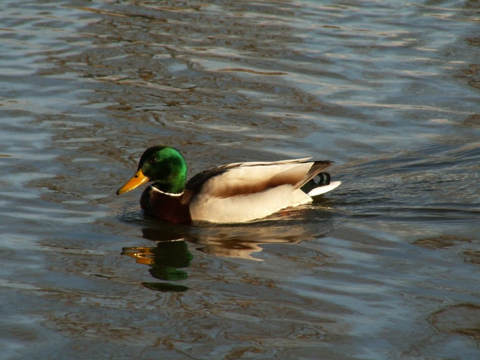green black and grey duck preview