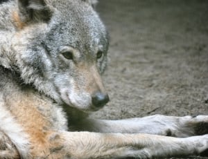 wolf sable czechoslovakian vlcak thumbnail