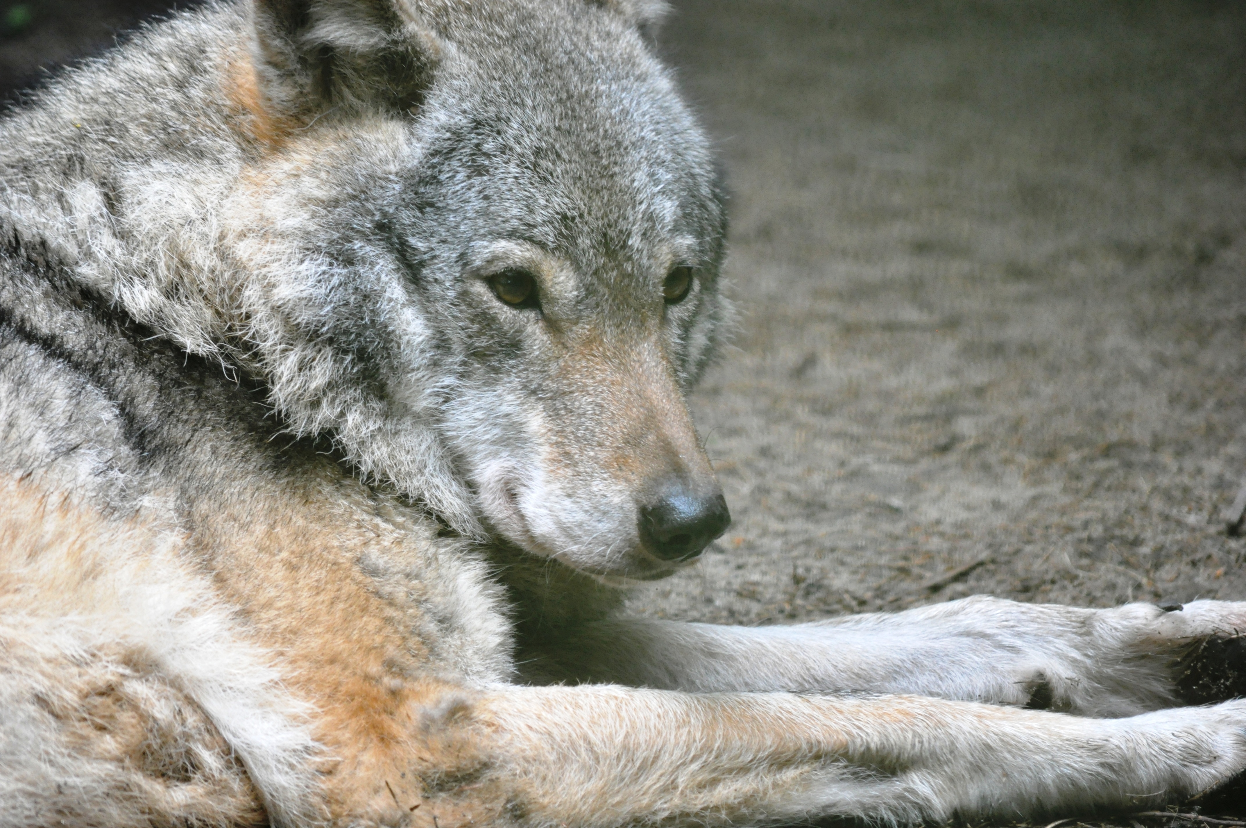wolf sable czechoslovakian vlcak