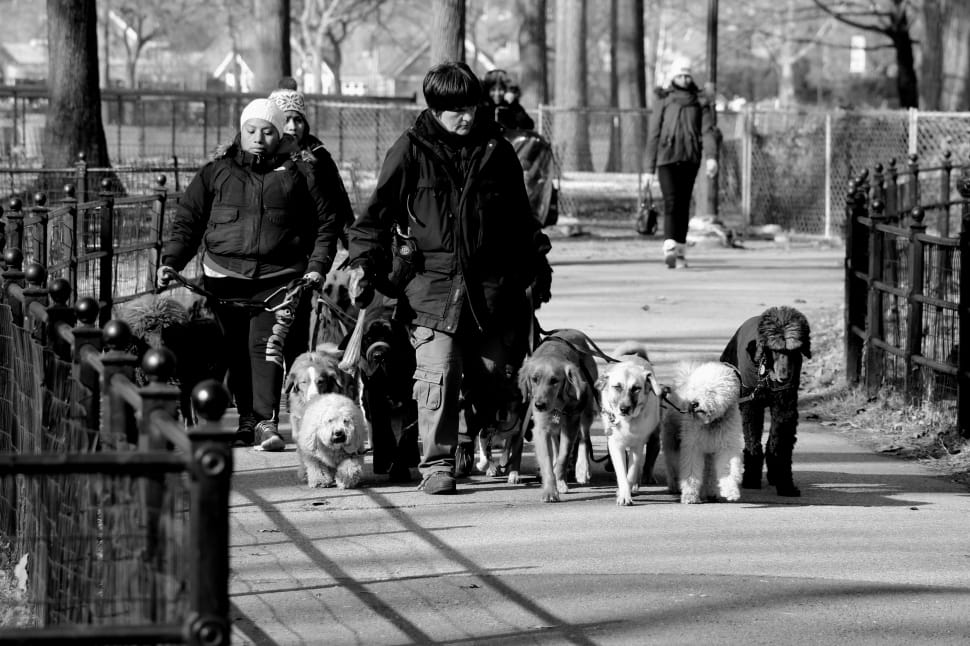 gray scale photo of woman with dogs walking on sidewalk preview