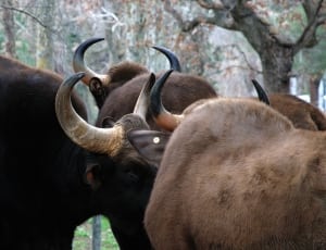 brown buffallo thumbnail