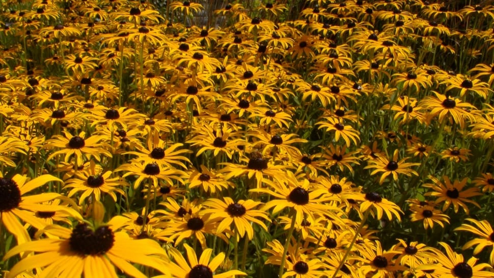 Sunflower Field preview