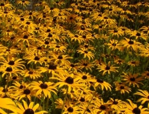 Sunflower Field thumbnail