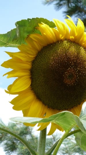 sunflower photo thumbnail