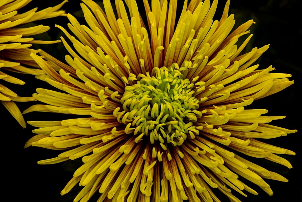 yellow pin cushion flower preview