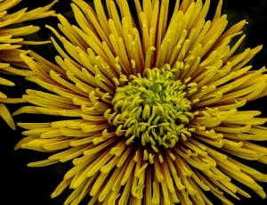 yellow pin cushion flower thumbnail