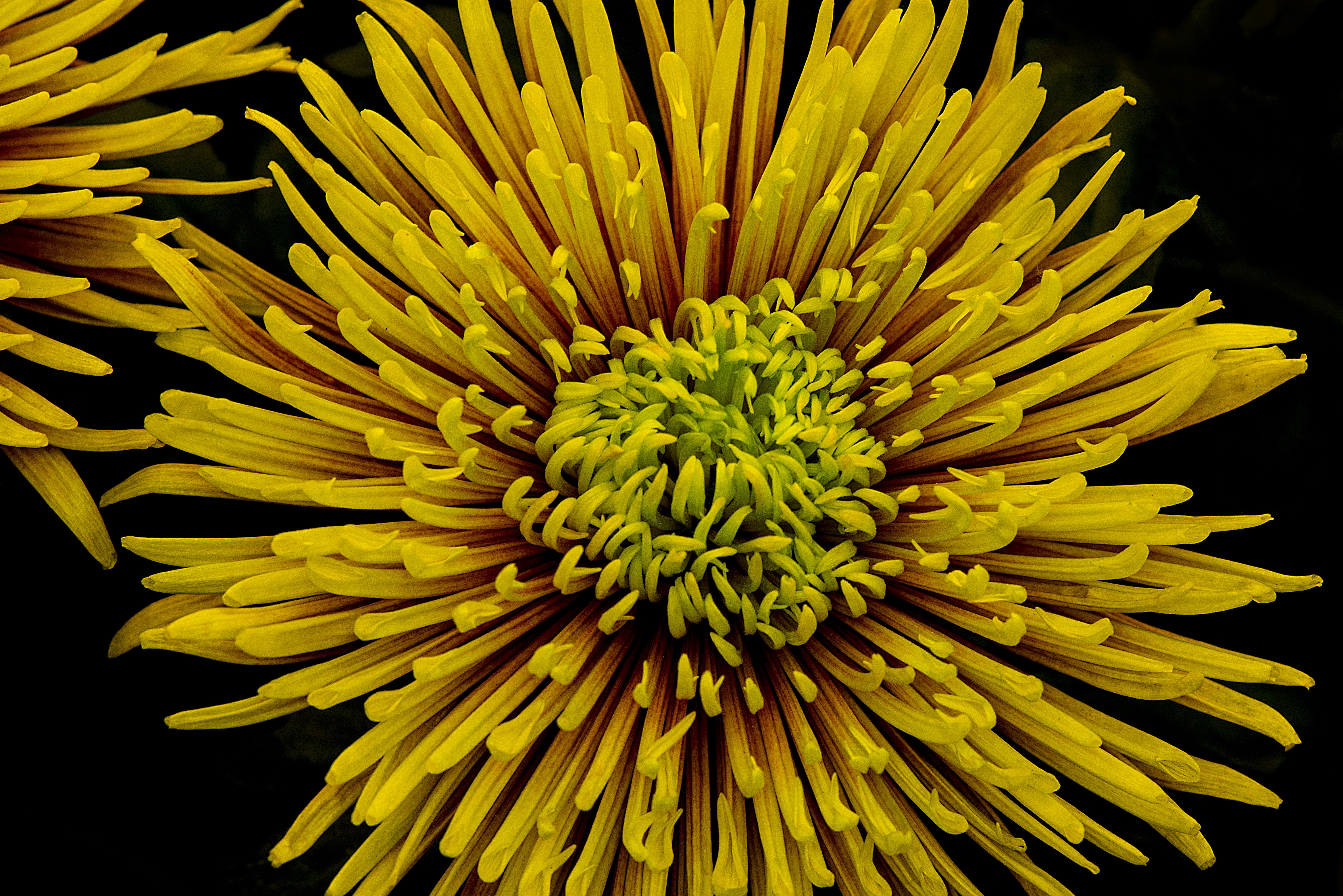 yellow pin cushion flower