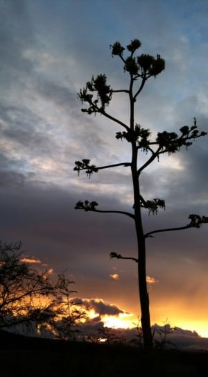 tree and sunset thumbnail