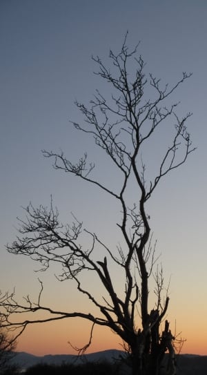 silhouette of bare trees thumbnail