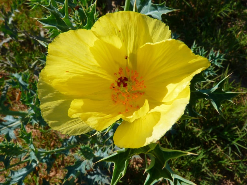 yellow hibiscus preview