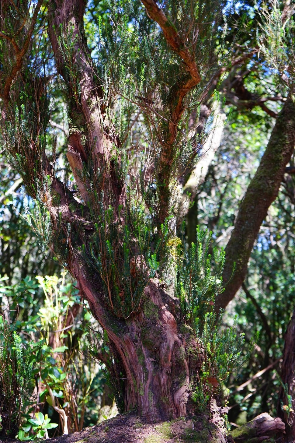 pink and brown tree trunks preview