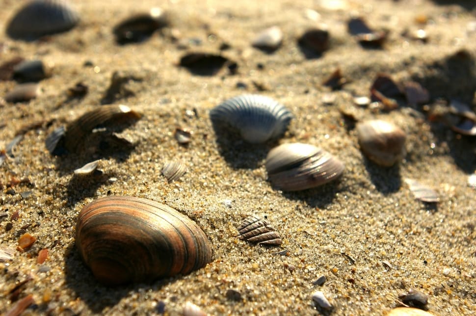 brown and gray seashells preview