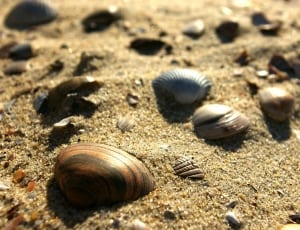 brown and gray seashells thumbnail
