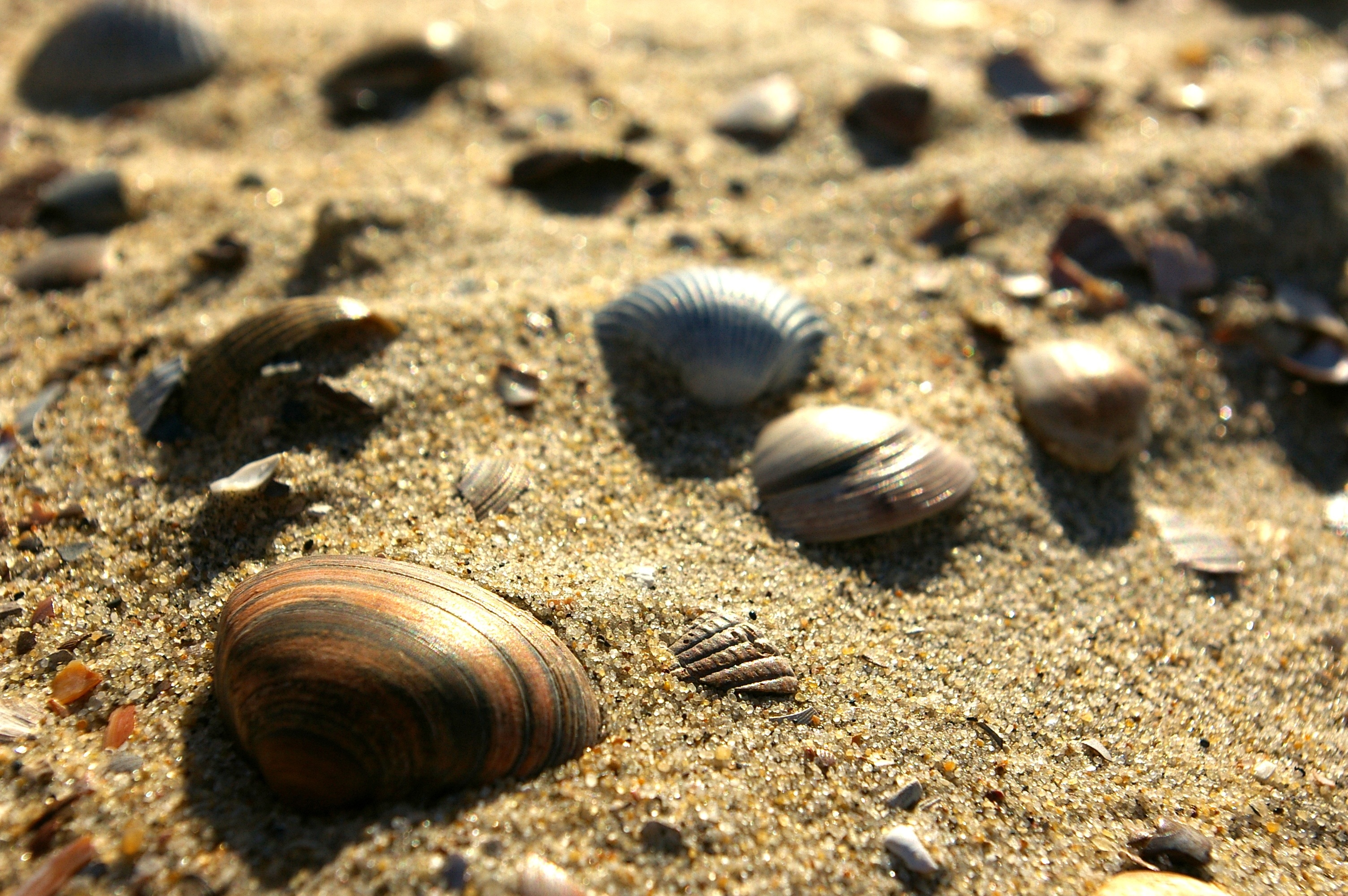 brown and gray seashells