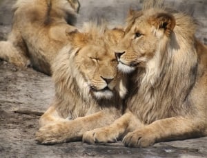 two brown lions lying during daytime thumbnail