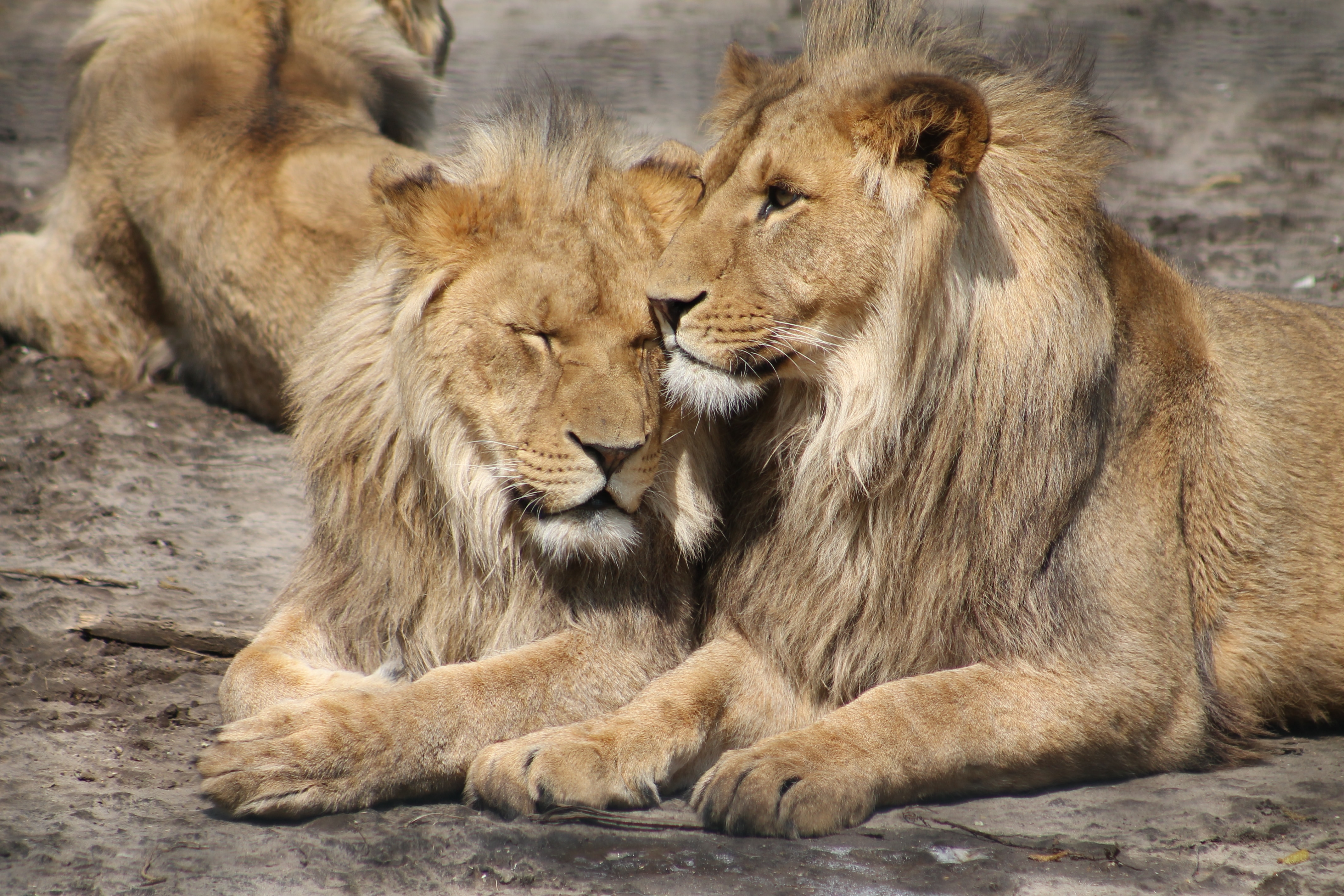 two brown lions lying during daytime