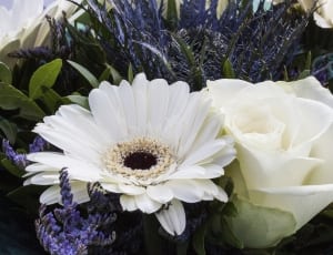 close up of white daisy and white rose thumbnail