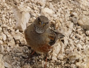 shallow focus photography of brown bird thumbnail