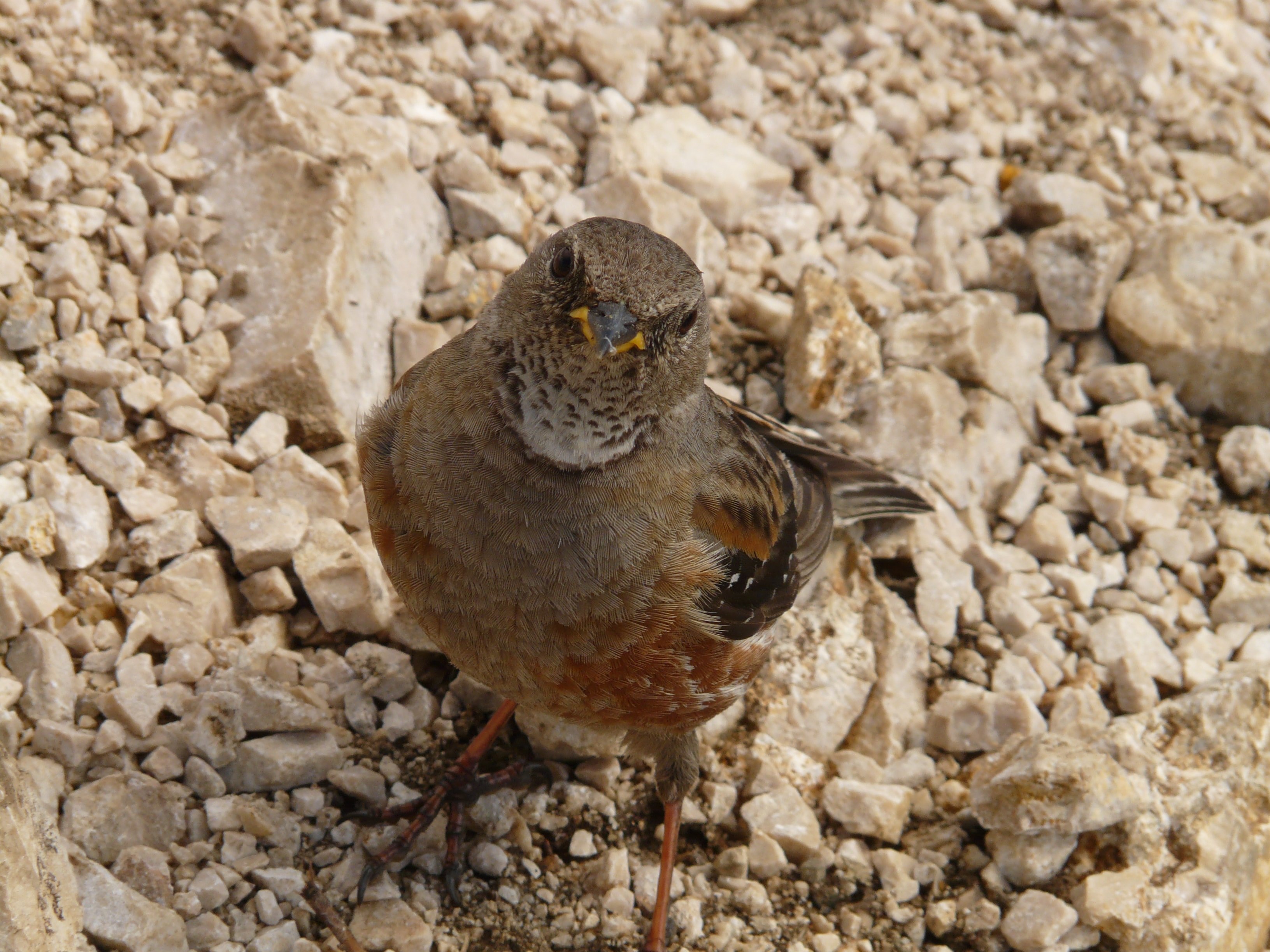 shallow focus photography of brown bird