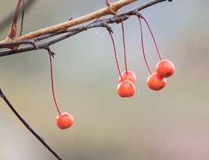 5 cherry cherries thumbnail