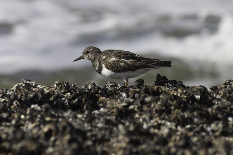 brown and white sandpiper preview