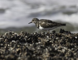 brown and white sandpiper thumbnail