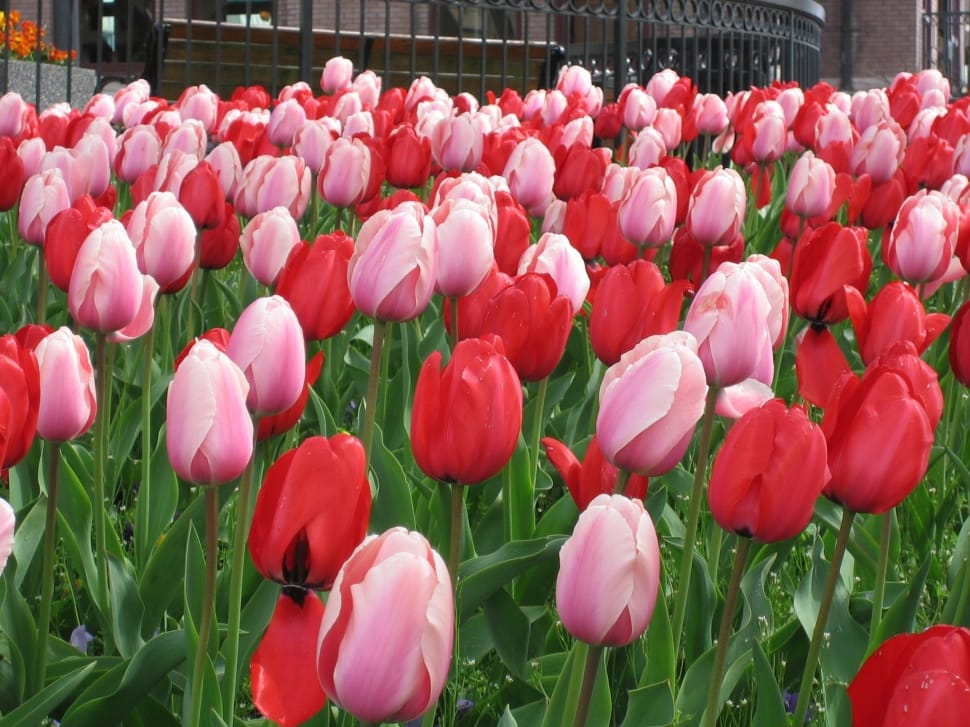 red and pink tulips preview