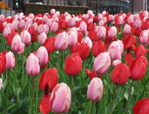 red and pink tulips thumbnail