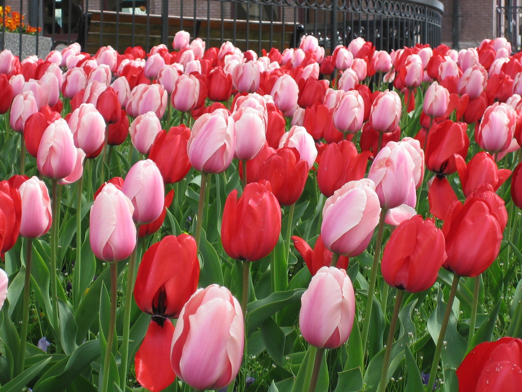 red and pink tulips
