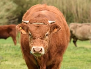 brown and beige cow thumbnail