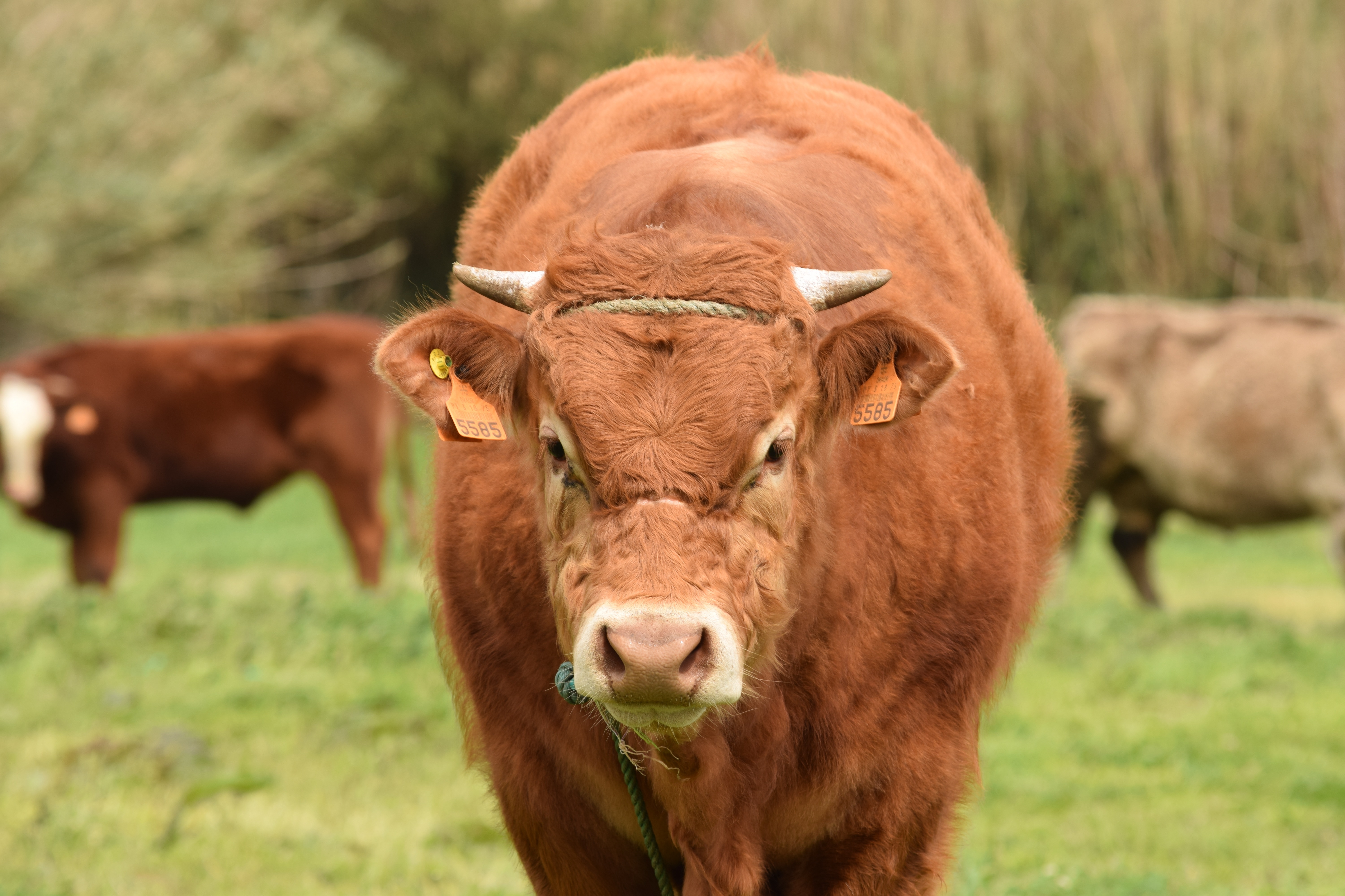 brown and beige cow