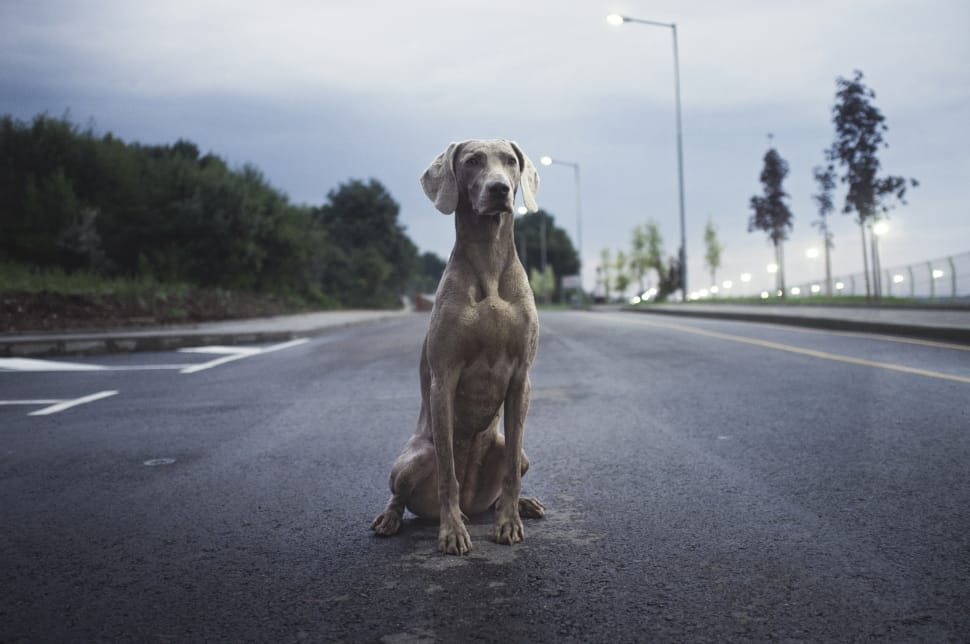 gray weimaraner sitting on concrete road during daytime photo preview