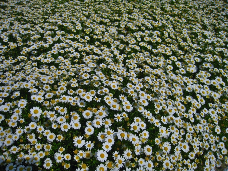 daisy flower preview
