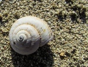 white sea shell thumbnail
