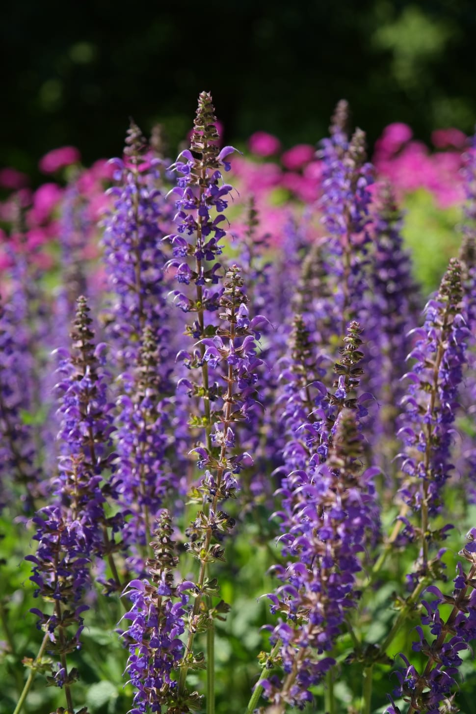 purple lupines preview