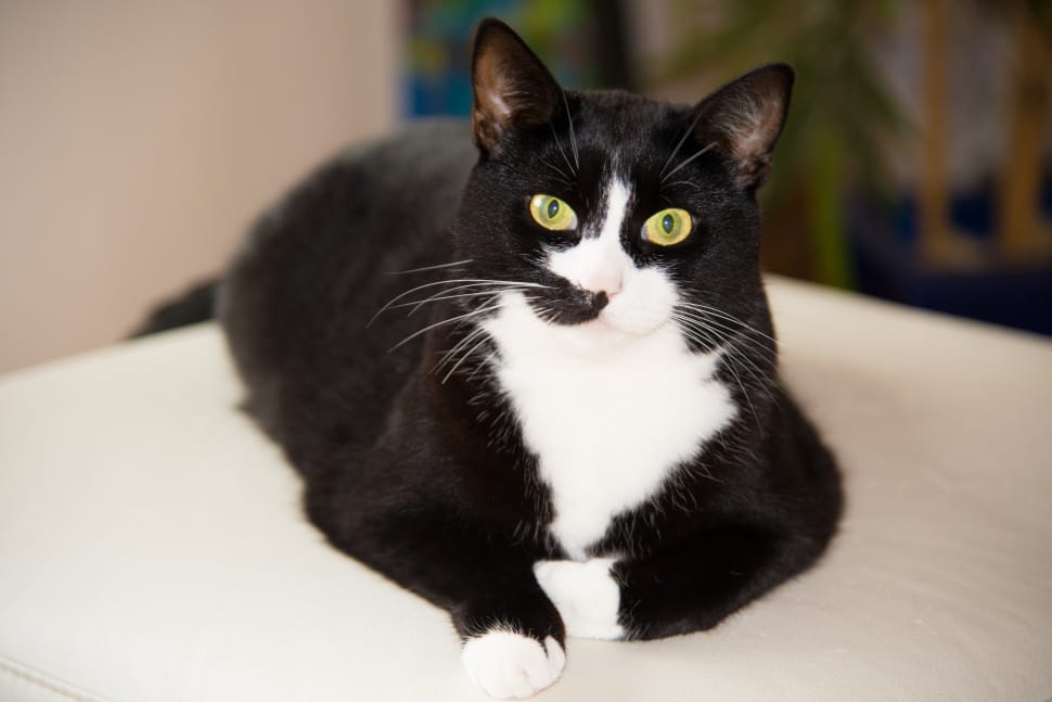 tuxedo cat on white cushion preview