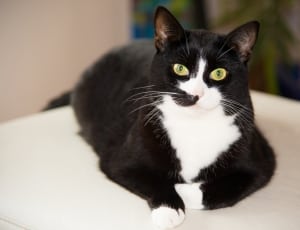 tuxedo cat on white cushion thumbnail