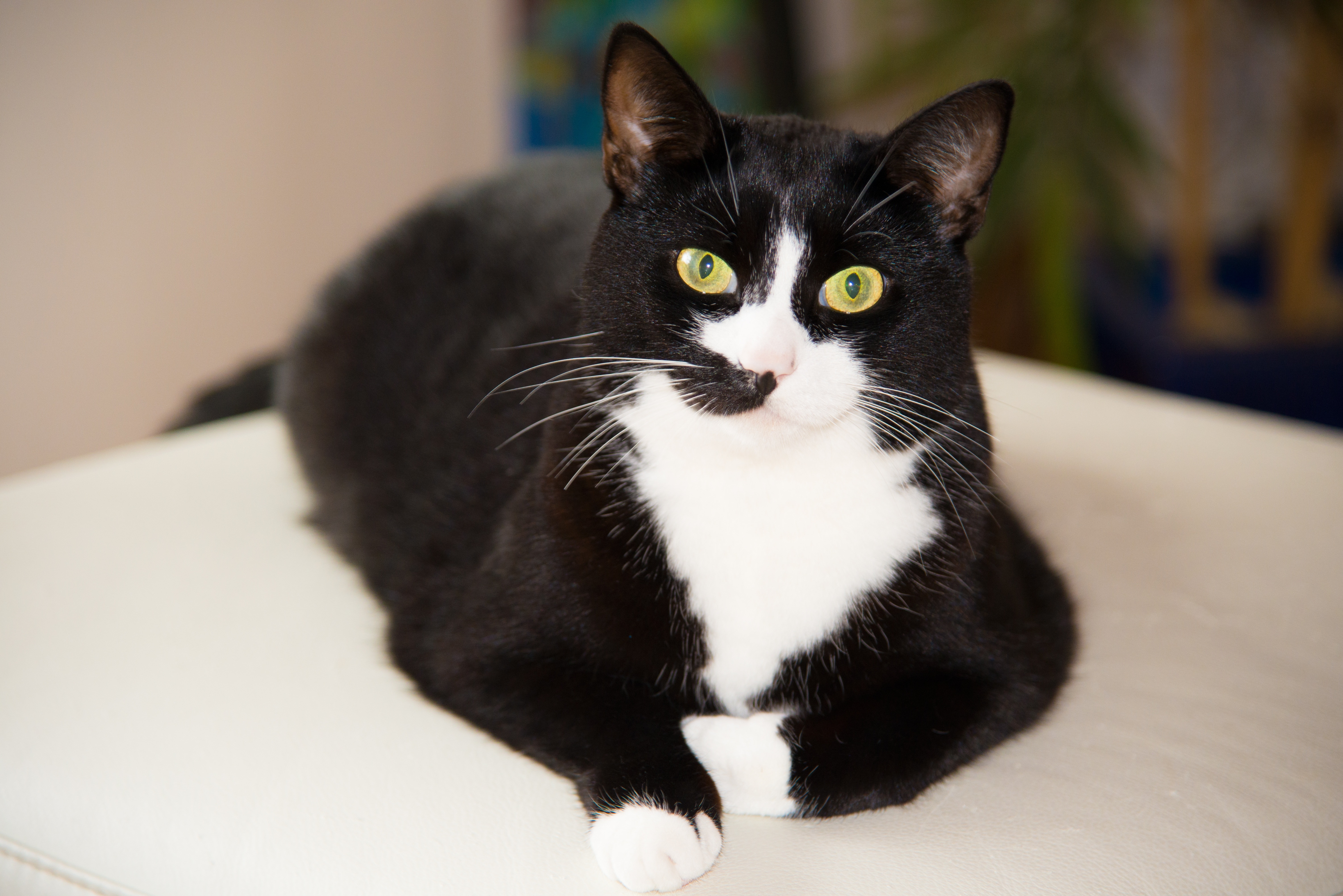 tuxedo cat on white cushion