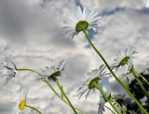 shallow focus photography of white daisy thumbnail