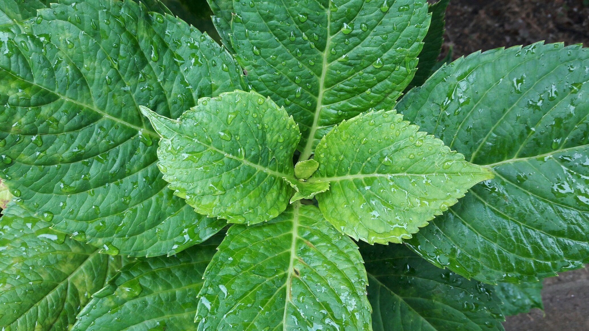 green mint leaves