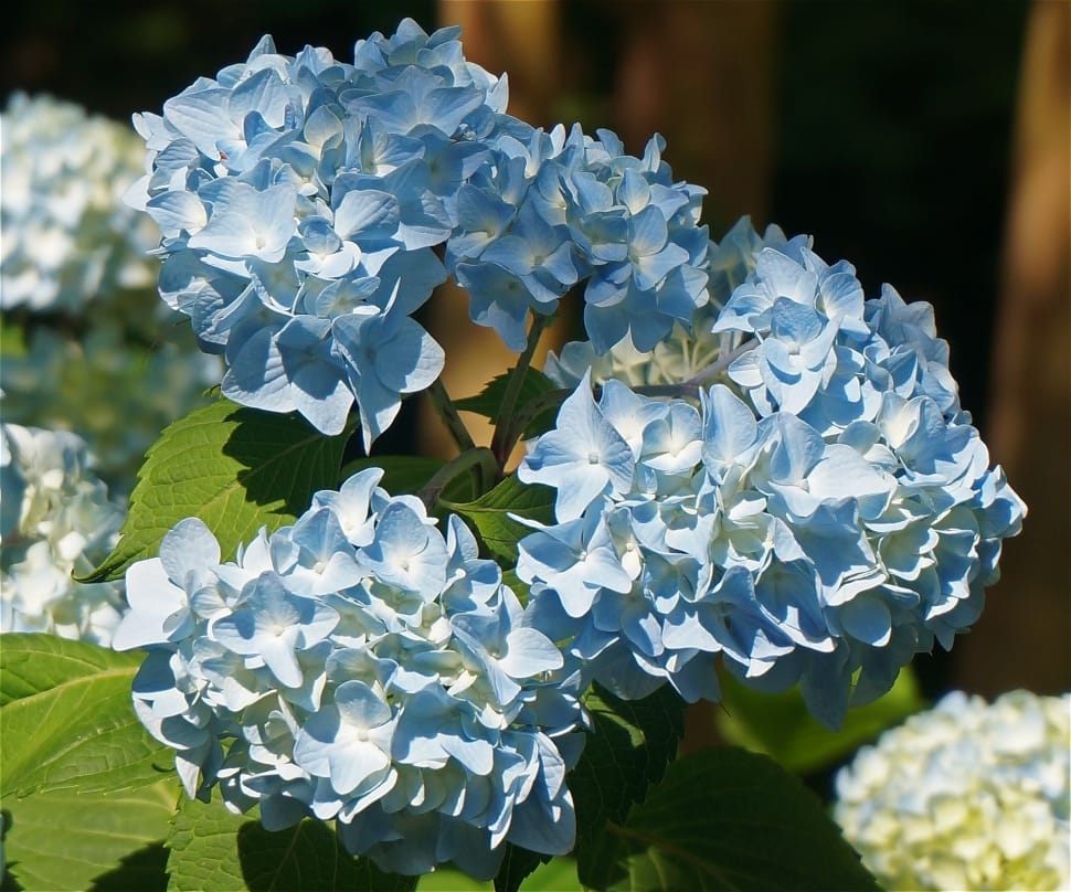 blue and white petaled flower preview